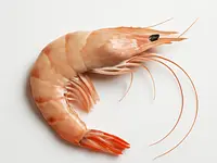 Krewetki