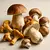 Wild mushrooms