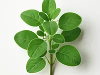 Marjoram