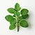 Marjoram