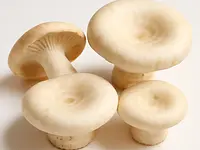 Mleczaj