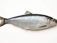 Herring