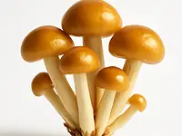 Nameko