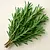 Rosemary