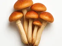 Honey fungus