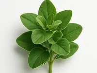Oregano