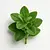 Oregano