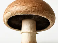 Pieczarka portobello duża