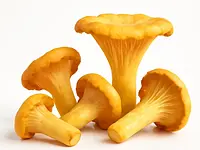 Chanterelle mushroom
