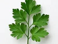 Parsley leaves