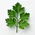 Parsley leaves
