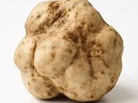 White truffle