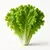 Lettuce