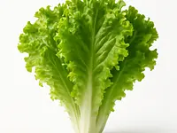 Lettuce