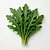 Arugula