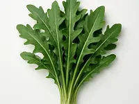 Rukola