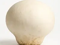 Giant puffball