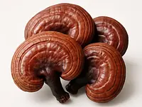 Reishi
