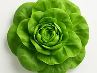 Butter lettuce