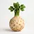 Celeriac