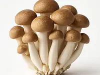 Shimeji brązowe