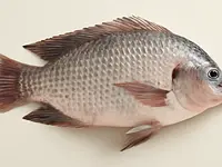 Tilapia