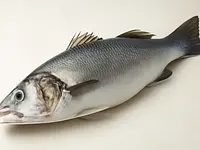 Okoń morski (sea bass)