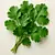 Fresh coriander (leaves)