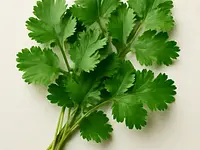 Kolendra świeża (liście)