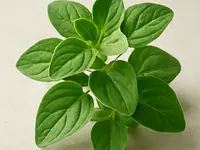 Lebiodka (oregano świeże)