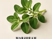 Fresh marjoram