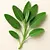 Fresh sage