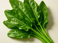 sorrel