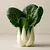 Kapusta pak choi