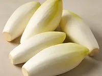 Endywia (cykoria belgijska)