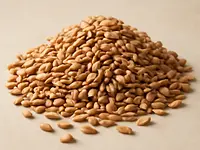 Spelt (grain)