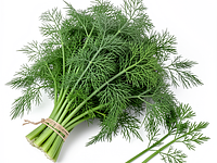 Dill (bunch)