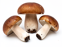 Fresh forest mushrooms (boletes/king boletes/wild champignons)