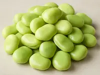 Bób świeży