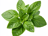 Thai basil (fresh)