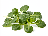Lamb's lettuce, washed and dried