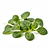 Lamb's lettuce, washed and dried