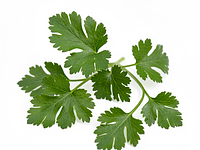 Świeża kolendra (do dekoracji, opcjonalnie)