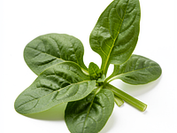 Young spinach