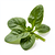 Young spinach