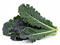 Savoy cabbage (cavolo nero) or kale