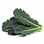 Savoy cabbage (cavolo nero) or kale