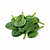 Young spinach, washed