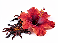 Kwiat hibiskusa suszony
