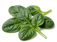 Fresh baby spinach leaves